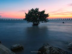 -宝安西湾红树林湿地公园