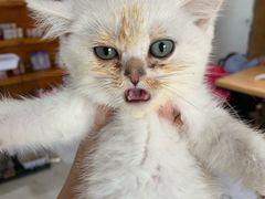 -喵zoo家庭繁育猫舍(尖东智能花园店)