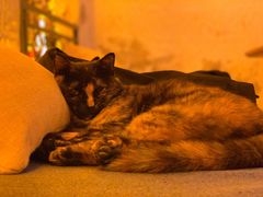 -Sirena海妖日咖夜酒