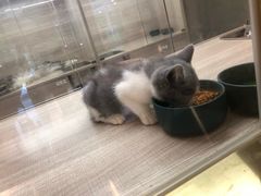 -飞行喵MR PILOT|猫舍·猫咖(静安大融城店)