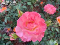 -香蜜公园