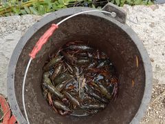 -同銮特种养殖场·龙虾垂钓