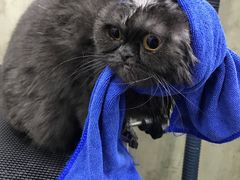 -八公叔叔宠物美容连锁(春申店)