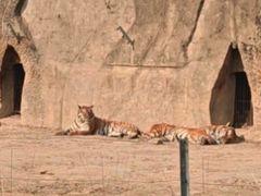 -秦皇岛野生动物园