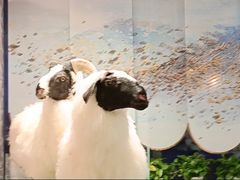 -百草滩羊清水涮羊肉·清真·宁夏盐池滩羊(莲花桥店)