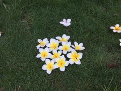 -南宁花花大世界景区