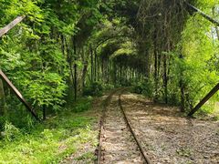 -合肥滨湖国家森林公园