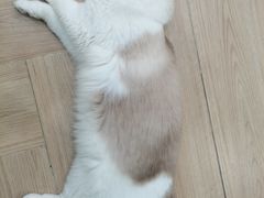 -安格丽娜·狗咖·猫咖羊驼咖(春熙路百盛商场店)