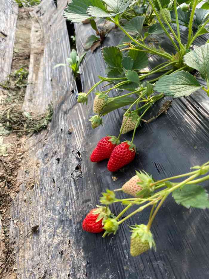 小吴奶油草莓园-"小长假第一天 想着带儿子采草莓去 发现家.