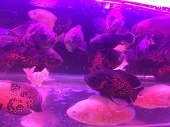 -北国之春国宴(乌兰察布店)