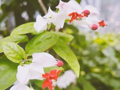 -郑州植物园