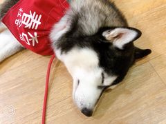 -Husky Go! 哈士奇体验馆·宠物咖啡厅狗咖