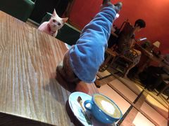 -猫色咖啡·猫咖