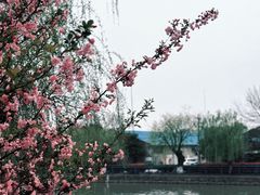 -高东镇樱花园