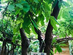 -呀路古热带植物园