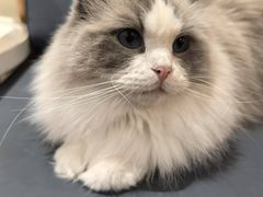 -滚猫咖啡·猫咖·猫友好撸猫(未来城店)