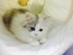 iphone_upload_pic-喵的天空名猫咖啡馆·撸猫·猫舍·用品