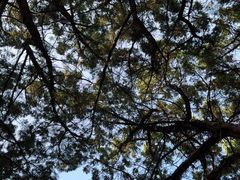 -南岳衡山风景名胜区-南岳大庙