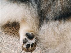 -more than meow吴止猫主题餐厅(承德 中船汇店)