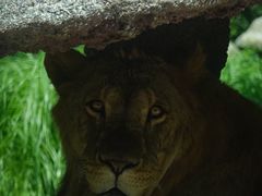 -北京野生动物园