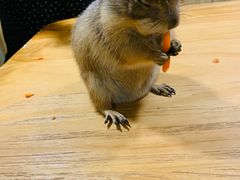 -藦茜花园宠物主题亲子互动体验馆(国顺东路店)