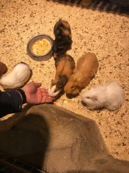 -酷嗒动物文化乐园(cutezoo西溪乐天城店)