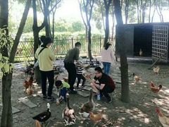 -田园东方蜜桃村的田野营地