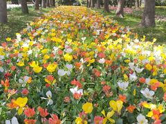 -上海鲜花港