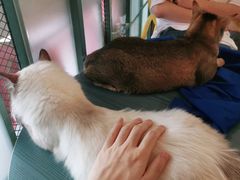 -喵屿·大理花园猫咖