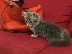 -纳吉亚猫专科动物医院博雅分院