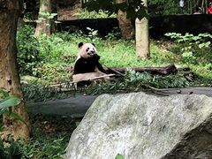 -都江堰中华大熊猫苑
