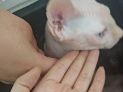 -佳雯宠物医院·皮肤科·内外科(春晓路分院)