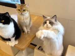 -有喵·猫咖·狗咖·30几只猫10只小狗(岗厦店)
