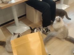 -有喵·猫咖·狗咖·30几只猫10只小狗(岗厦店)