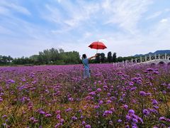 -北京东方普罗旺斯薰衣草庄园