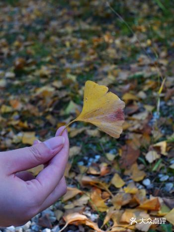 银杏里 | 一片叶里藏着一整个金陵的秋天