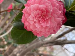 -石家庄市植物园