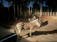 -清迈夜间动物园