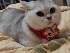 -唐小姐の猫狗洗护·购宠旗舰店(周浦万达店)