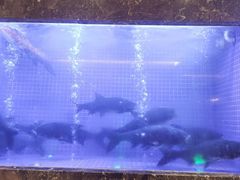 -忆江南·临江鱼馆