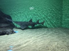 -上海海洋水族馆-停车场