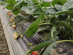 -南宁良凤江国家森林公园