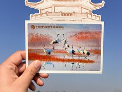 -盐城丹顶鹤湿地生态旅游区