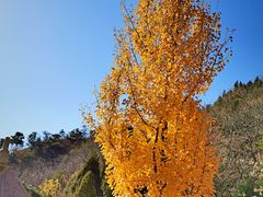 -遵化市禅林寺古银杏风景园