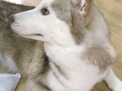 -Husky Go! 哈士奇体验馆·宠物咖啡厅狗咖