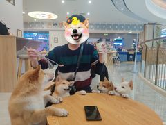 -柴犬小屋·柴餐厅·狗咖食堂(金鼎广场店)