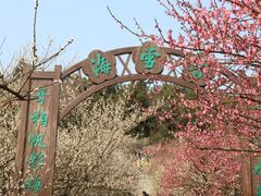 -香雪海