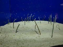 -上海海洋水族馆