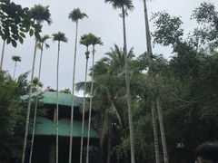 -海南槟榔谷黎苗文化旅游区