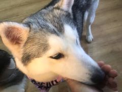 -Husky Go! 哈士奇体验馆·宠物咖啡厅狗咖